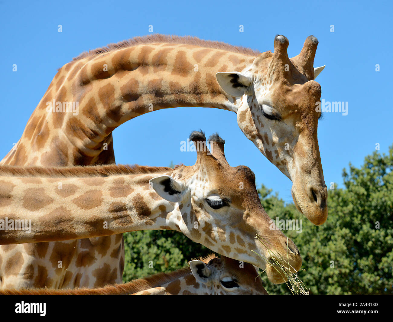 Closeup of two giraffes (Giraffa camelopardalis) eating seen from profile Stock Photo
