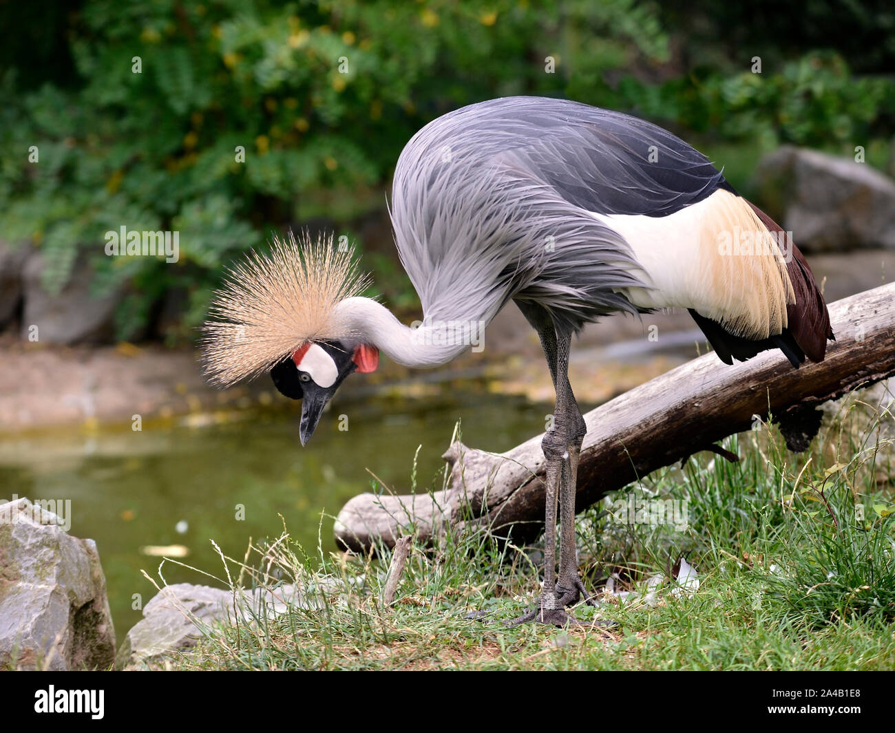 Closeup of Black Crowned Crane (Balearica pavonina) seen from profile Stock Photo
