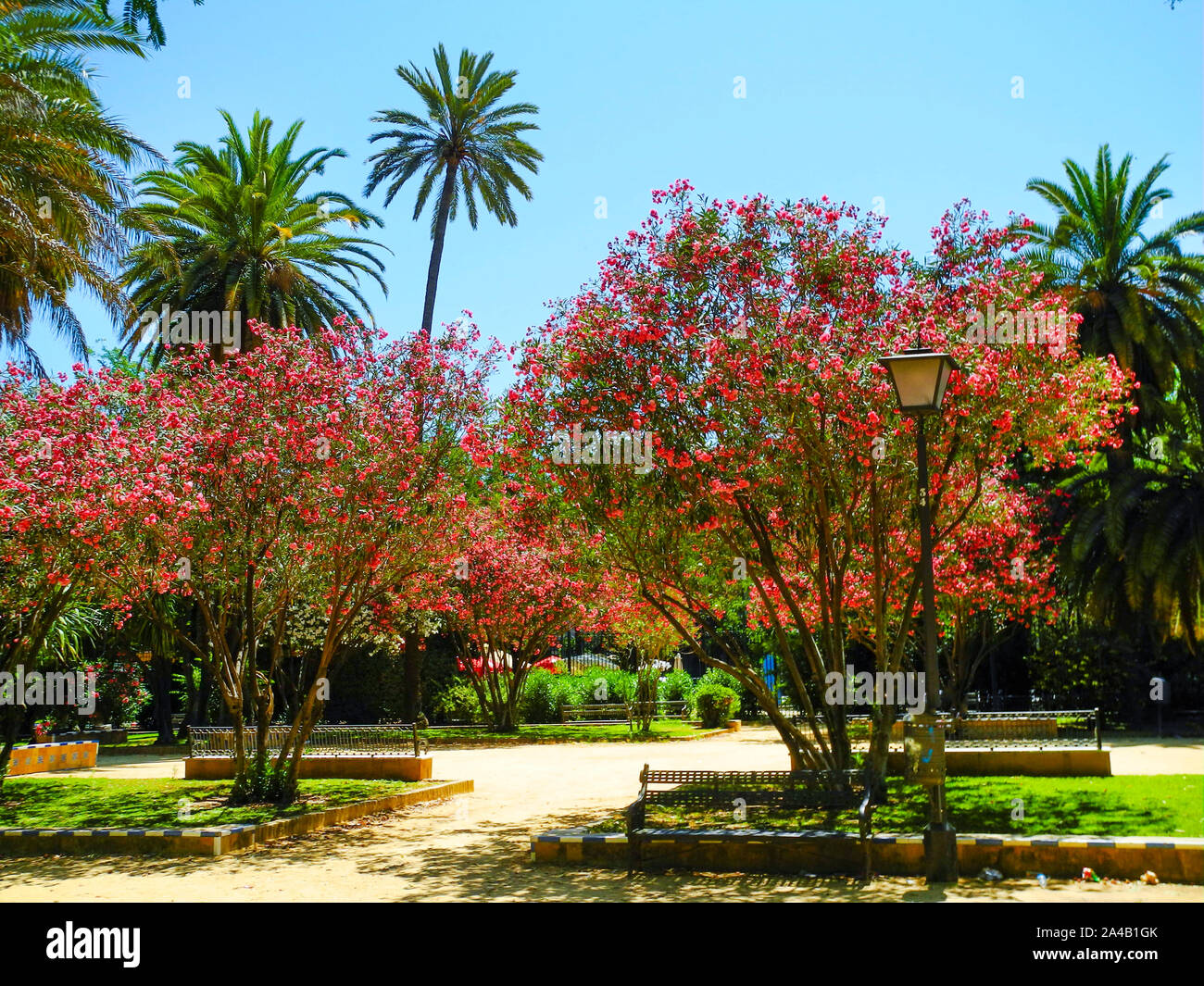 Green palm trees bushes hi-res stock photography and images - Alamy