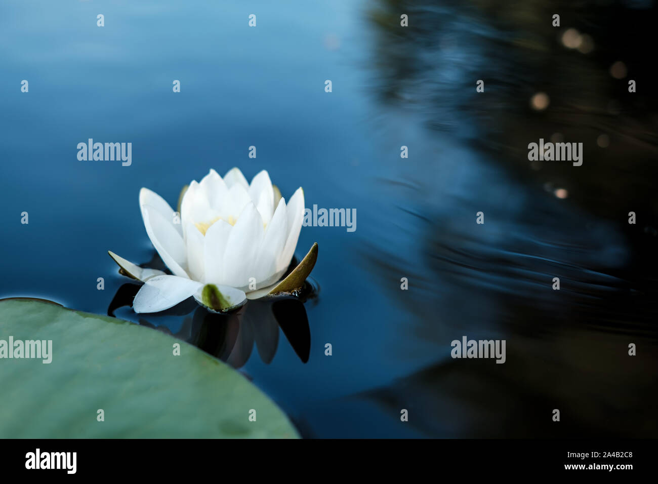 Beautiful aquatic plant, white water lily (Nymphaea alba) in a clear lake. Close-up. Stock Photo