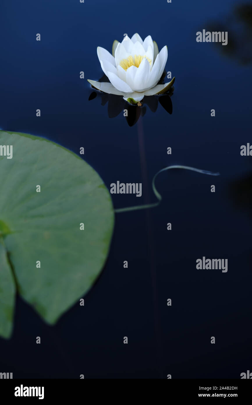 Beautiful aquatic plant, white water lily (Nymphaea alba) in a clear lake. Vertical photo. Close-up. Stock Photo
