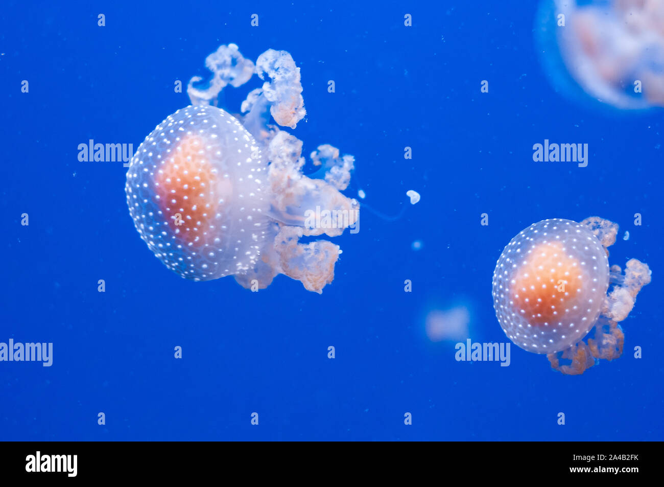 graceful translucent white spotted jellyfish in the blue sea water ...