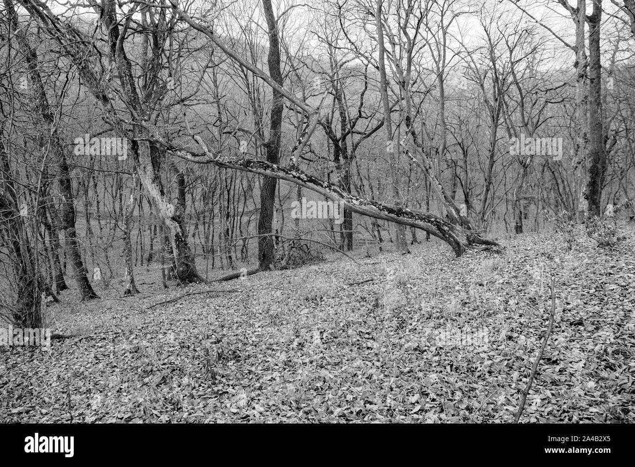 Hoia Baciu Forest. The World Most Haunted Forest with a reputation for many intense paranormal activity. Stock Photo