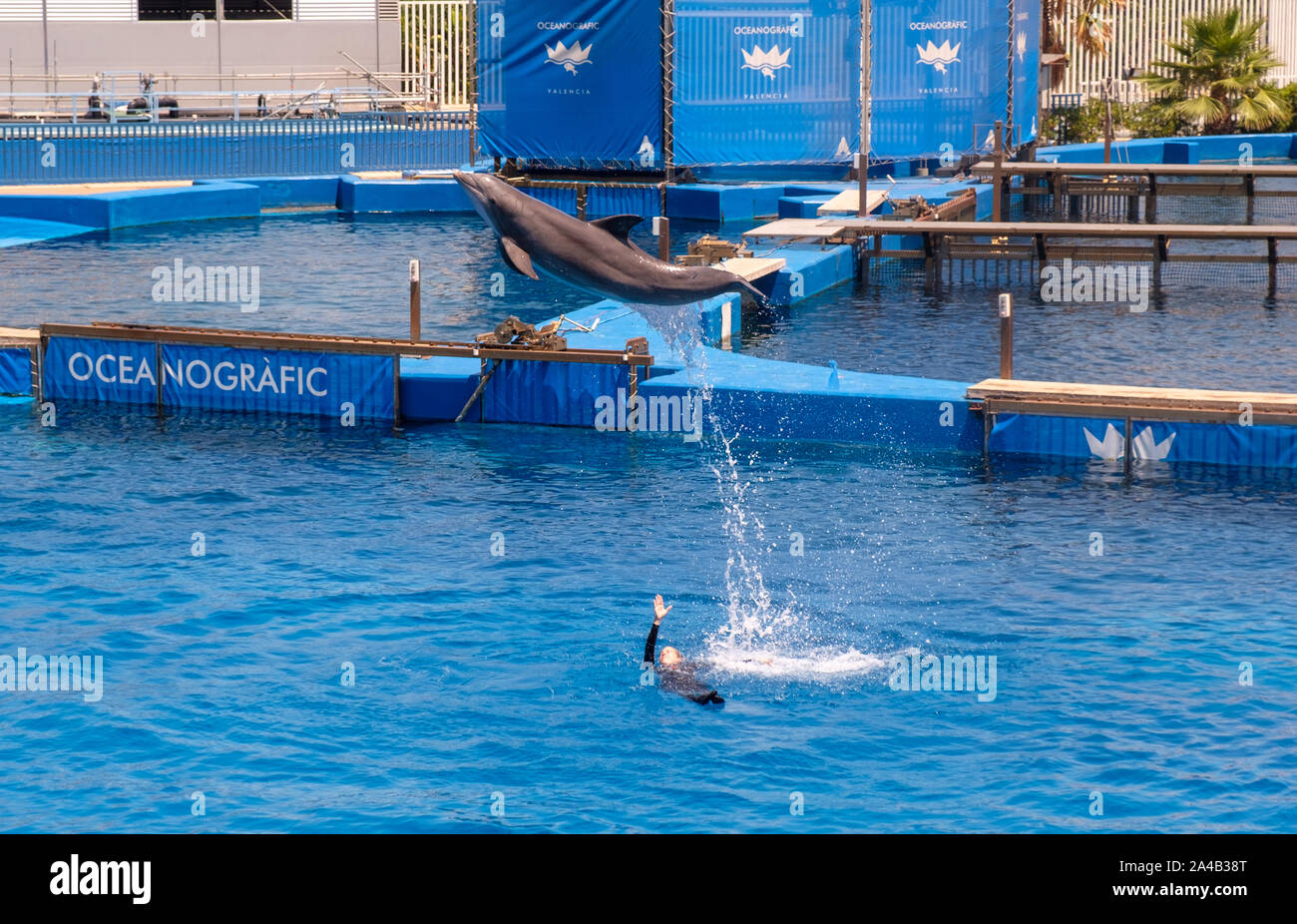 Dolphin show at the Oceanographic aquarium at the City of Arts and ...