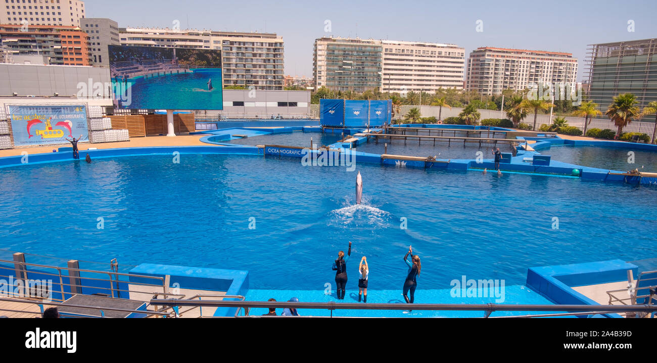 Dolphin show at the Oceanographic aquarium at the City of Arts and Sciences in Valencia, Spain Stock Photo