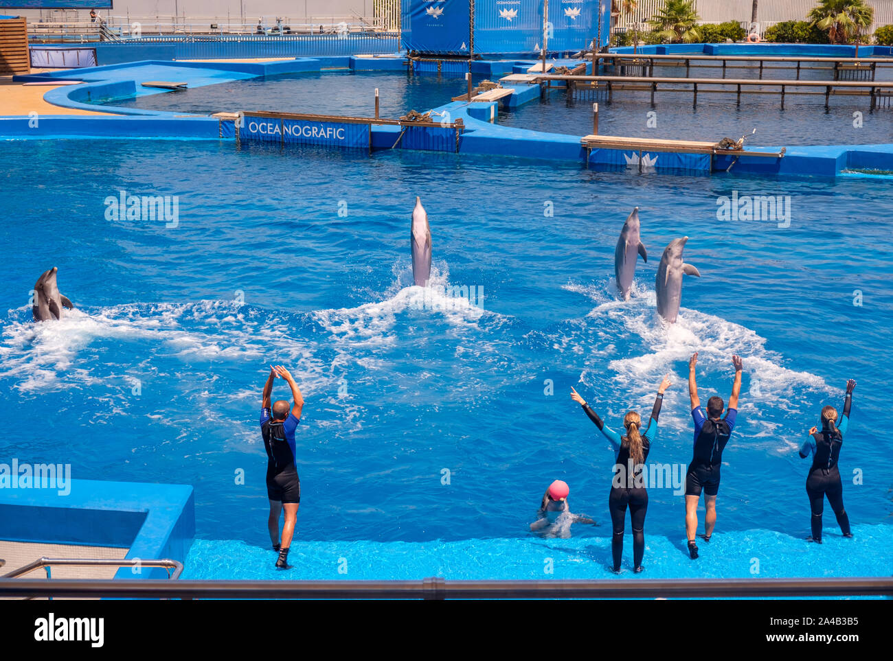 Dolphin show at the Oceanographic aquarium at the City of Arts and Sciences in Valencia, Spain Stock Photo