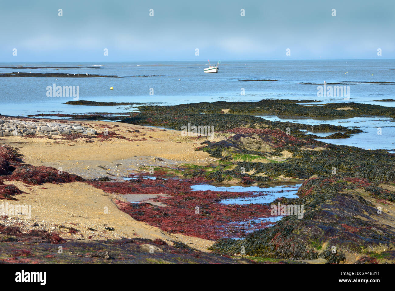 Beach with wrack of the commune Le Vieil on the island of Noirmoutier en l’Ile in Pays de la Loire, region in western France Stock Photo