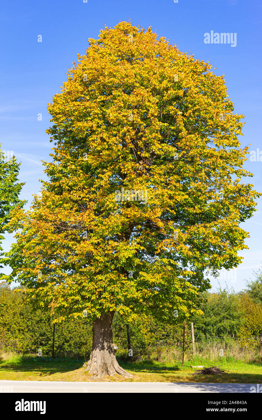 Tree in autumn colours Stock Photo