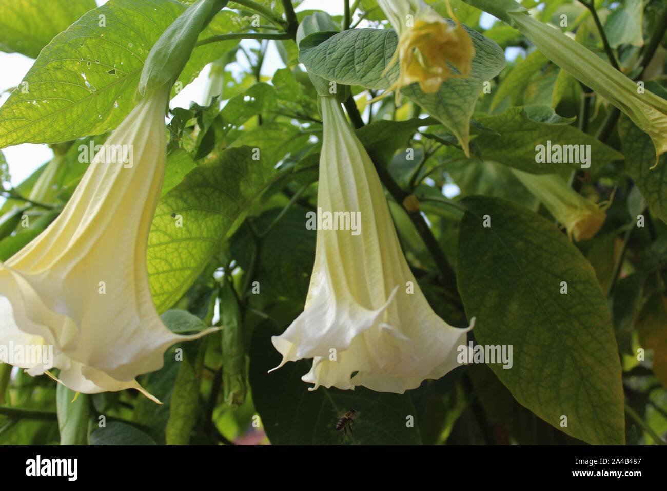 Angels Trumpet Plant High Resolution Stock Photography and Images Alamy