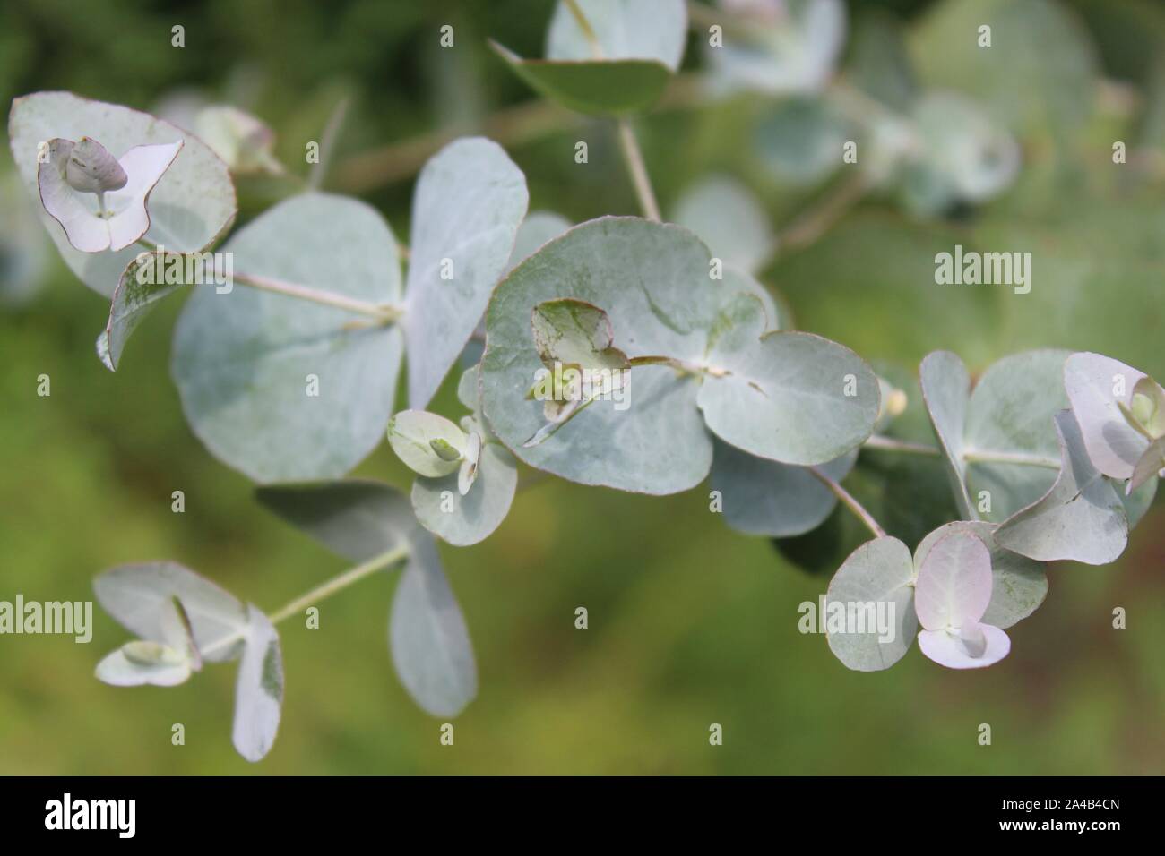 Eucalyptus Leaves High Resolution Stock Photography and Images - Alamy