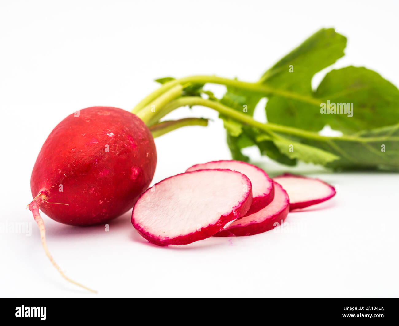 Radish isolated on white background Stock Photo