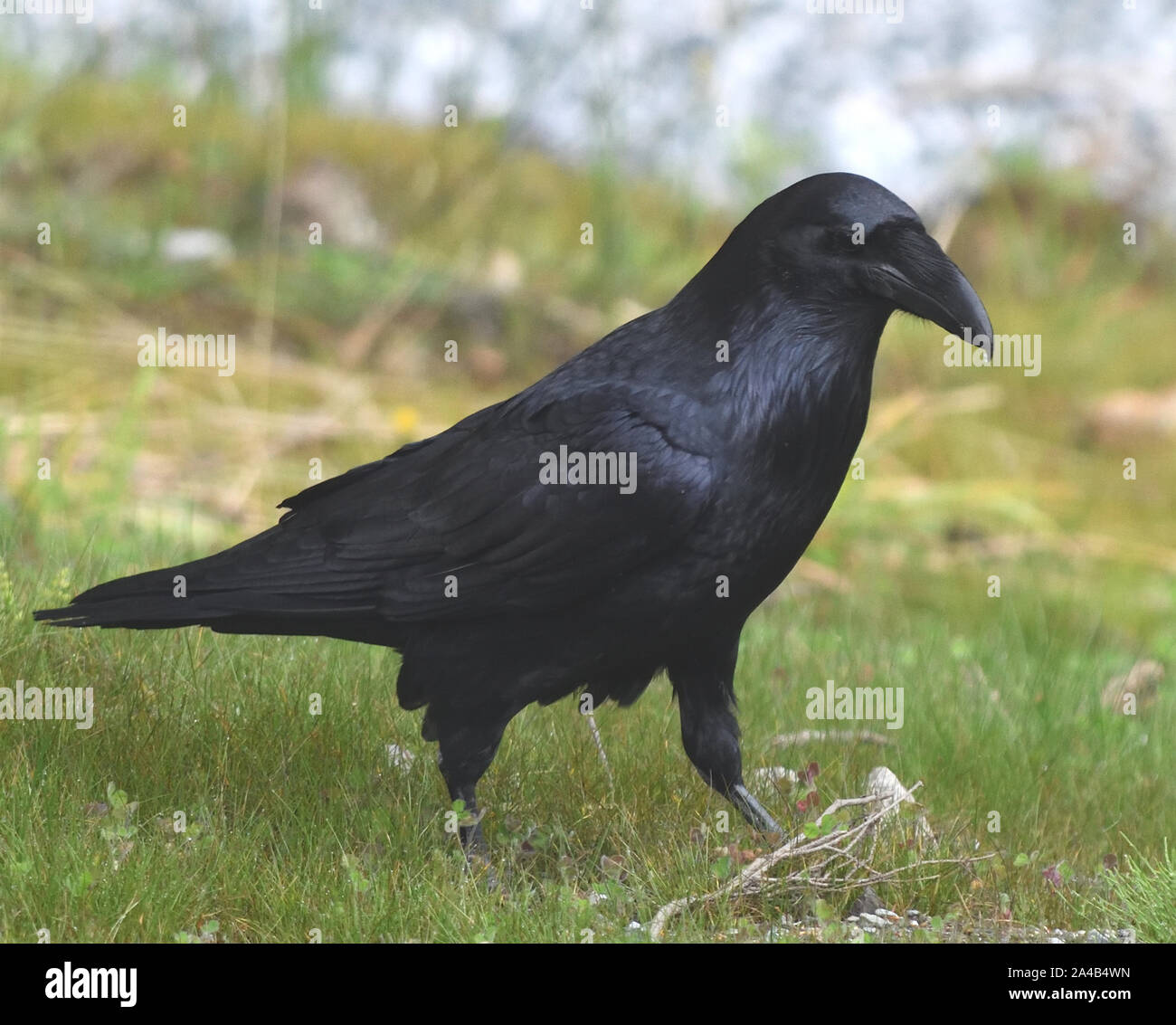 A  northwestern crow (Corvus caurinus) looks for food on a grass lawn. Telegraph Cove, British Columbia, Canada. Stock Photo