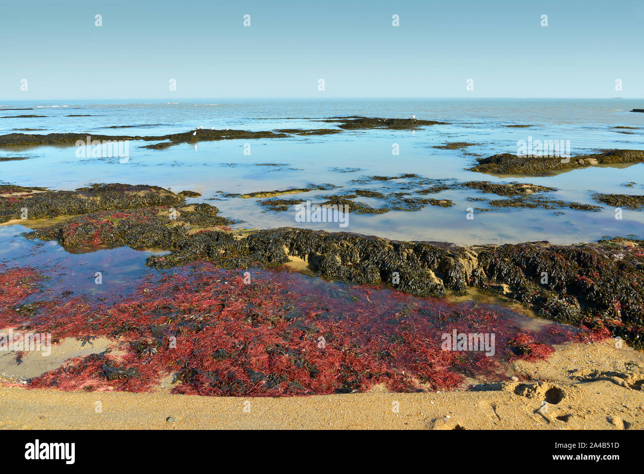 Beach with wrack of the commune Le Vieil on the island of Noirmoutier en l’Ile in Pays de la Loire, region in western France Stock Photo