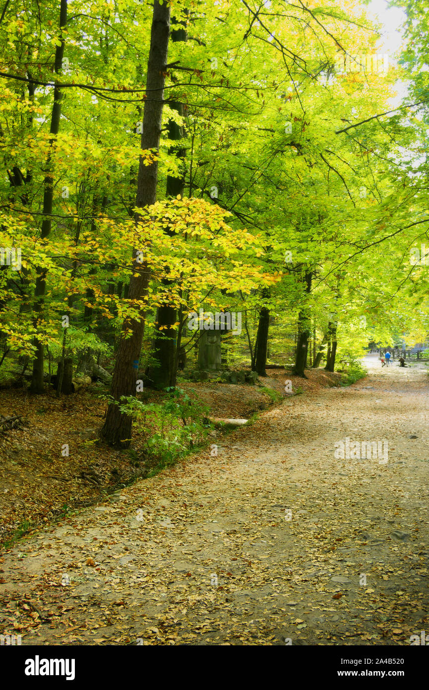 Romantic beech alley in the autumn park. Swietokrzyskie Mountains, Poland. Stock Photo