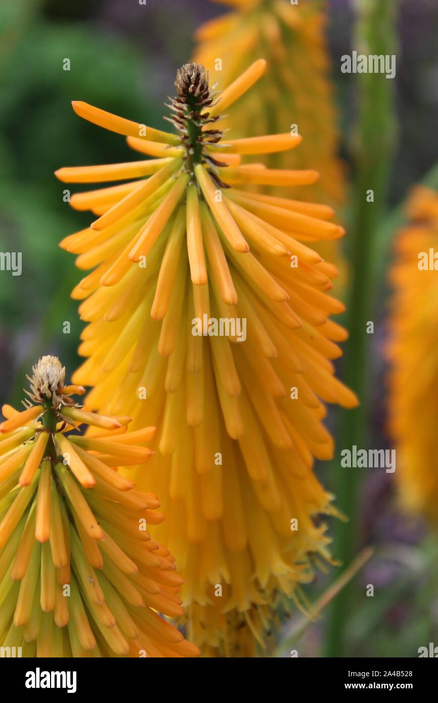 Yellow Torch Lily High Resolution Stock Photography and Images - Alamy