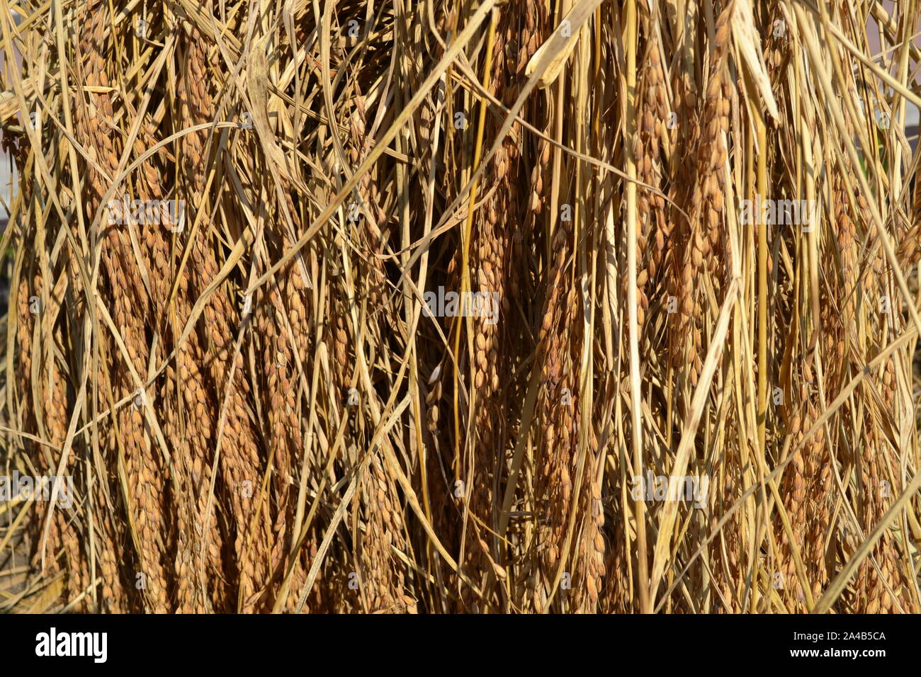 Close-up view to yellow ripe rice clusters harvesting in the field in autumn in a sunny day. Stock Photo