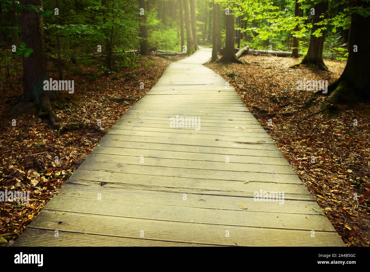 Wooden pathway through the misty autumn forest. Swietokrzyskie Mountains, Poland. Stock Photo