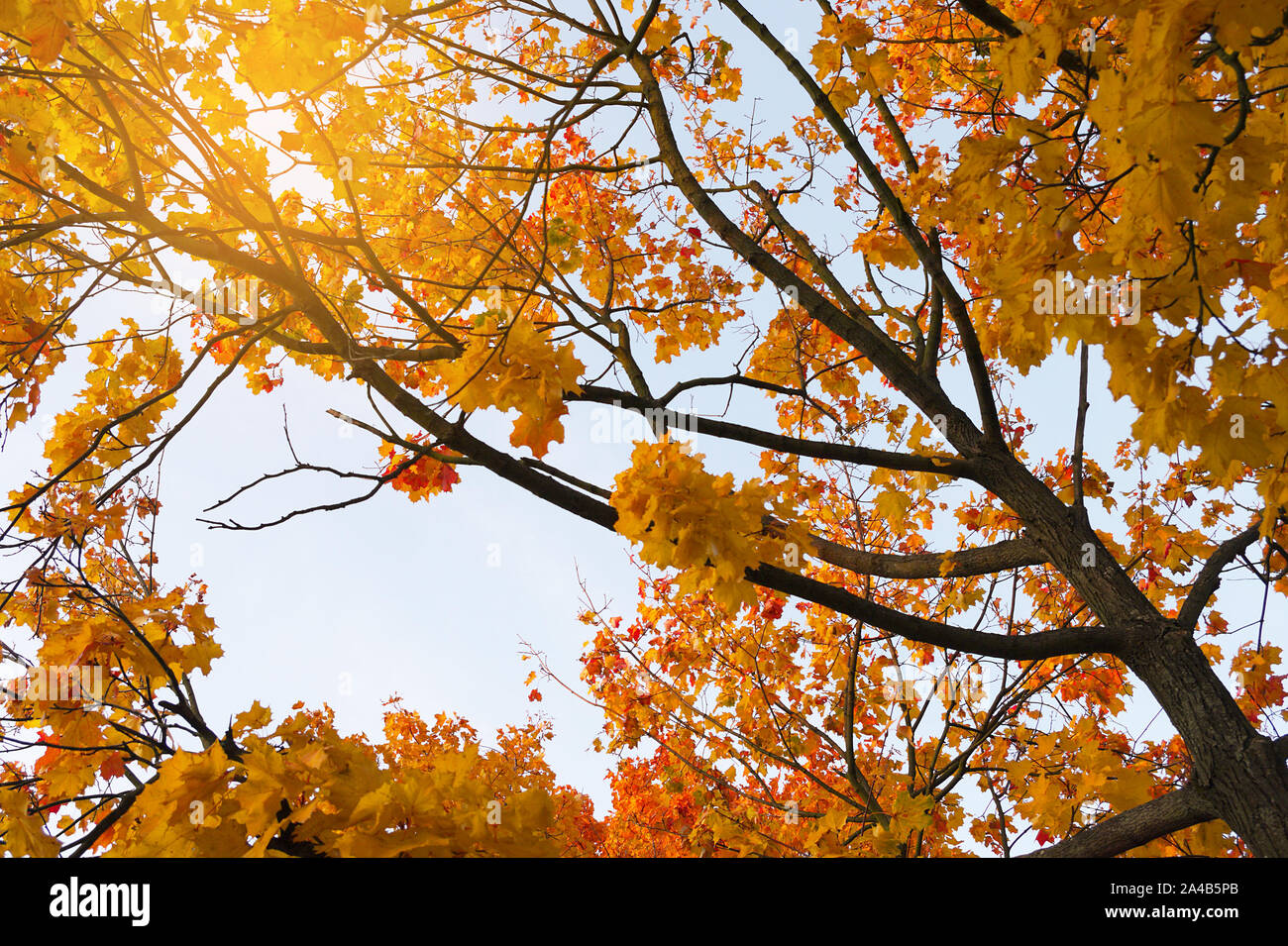 Autumn leaves on maple tree branches against blue sky. Stock Photo