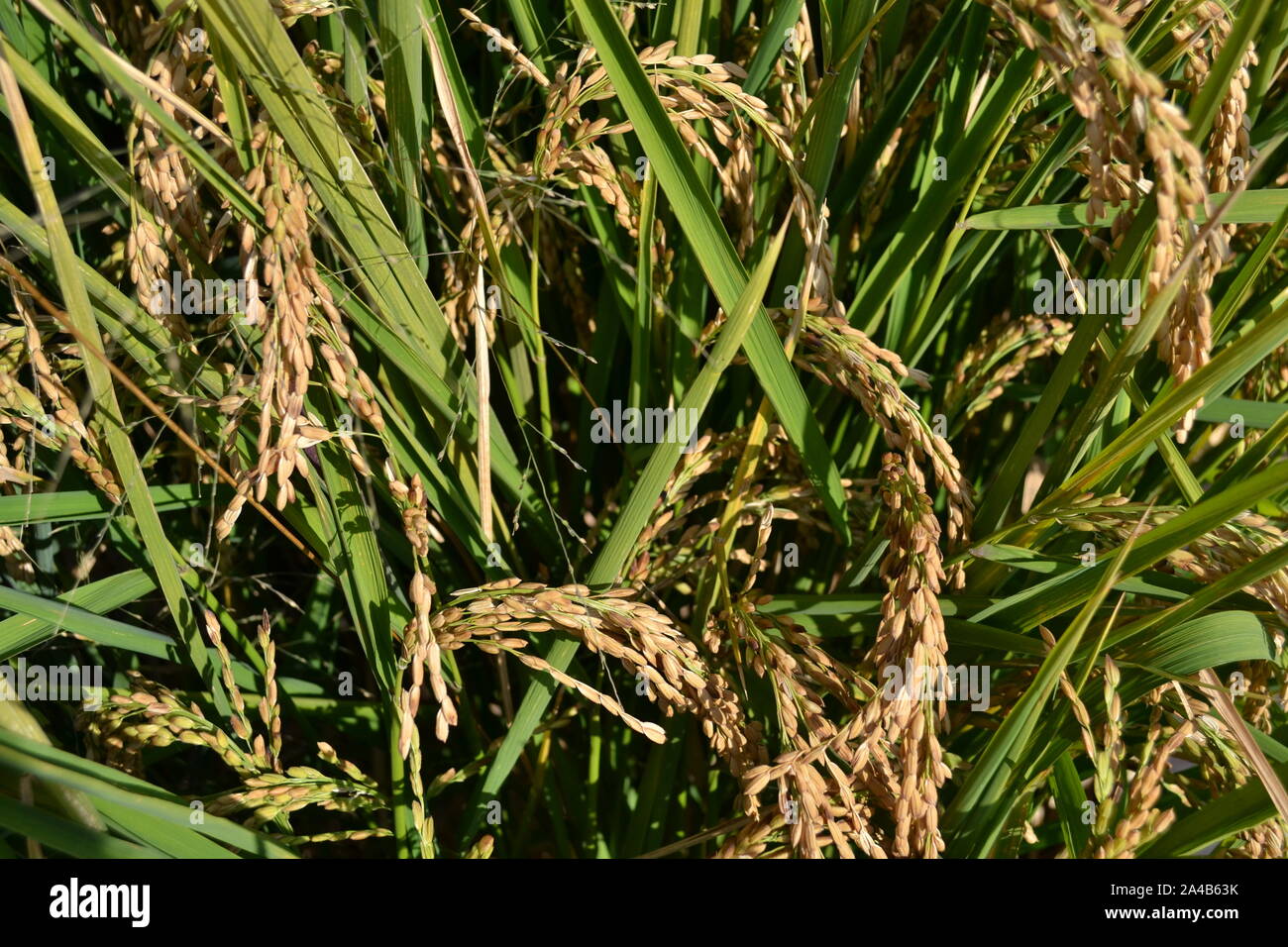 Close-up view to yellow ripe rice clusters in the field on green leaves background in autumn in a sunny day. Stock Photo