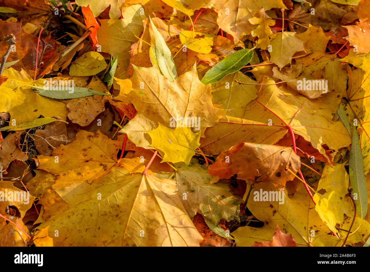 Texture Of Fallen Leaves Of Different Tree Species On The Ground Stock Photo Alamy Texture Of Fallen Leaves Of Different Tree Species On The Ground Stock Photo Alamy