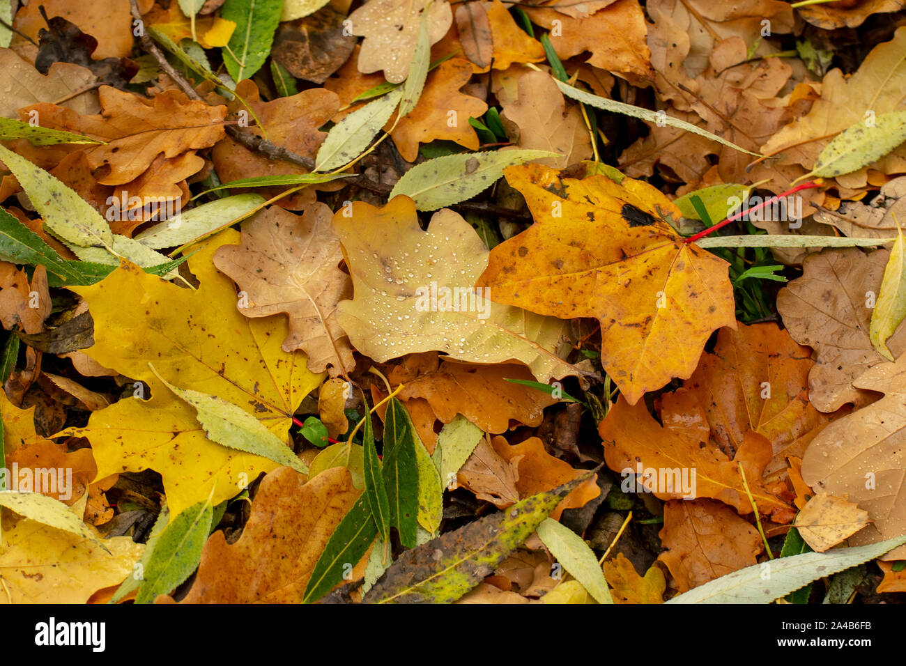 Texture Of Fallen Leaves Of Different Tree Species On The Ground Stock Photo Alamy Texture Of Fallen Leaves Of Different Tree Species On The Ground Stock Photo Alamy