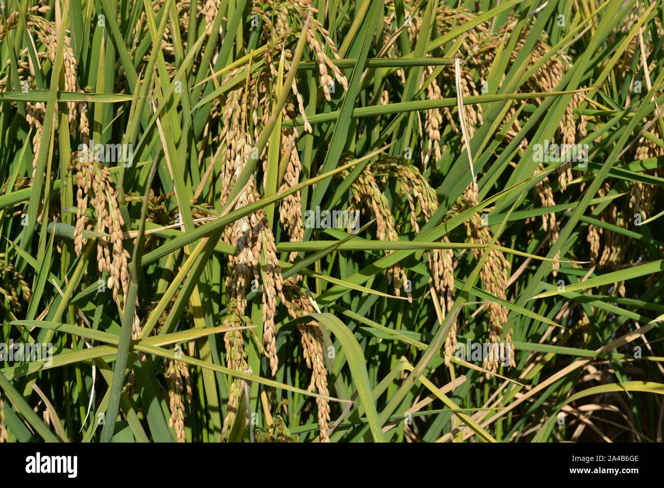 Close-up view to yellow ripe rice clusters in the field on green leaves background in autumn in a sunny day. Stock Photo