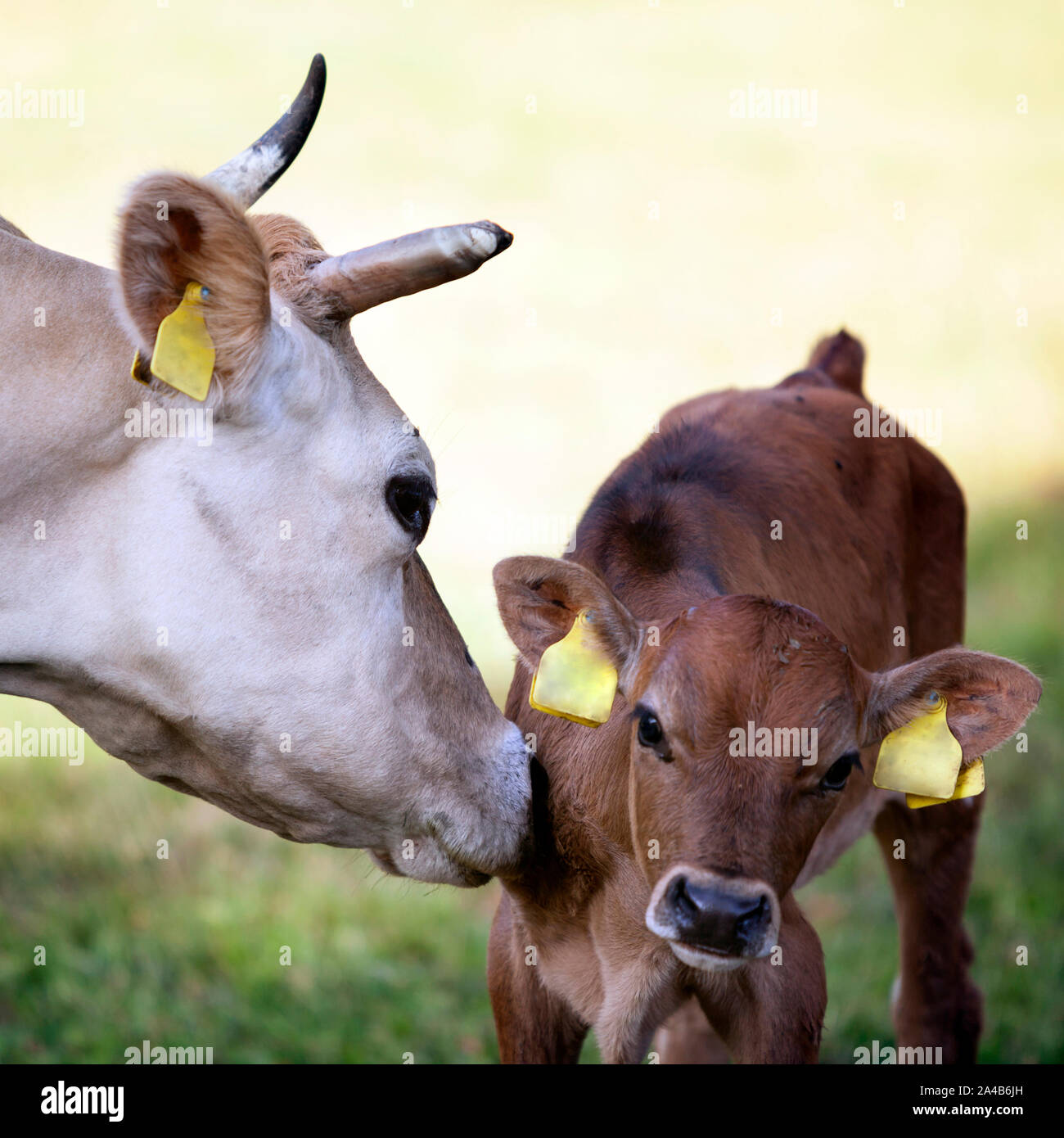 mother cow licks brown calf in meadow Stock Photo - Alamy