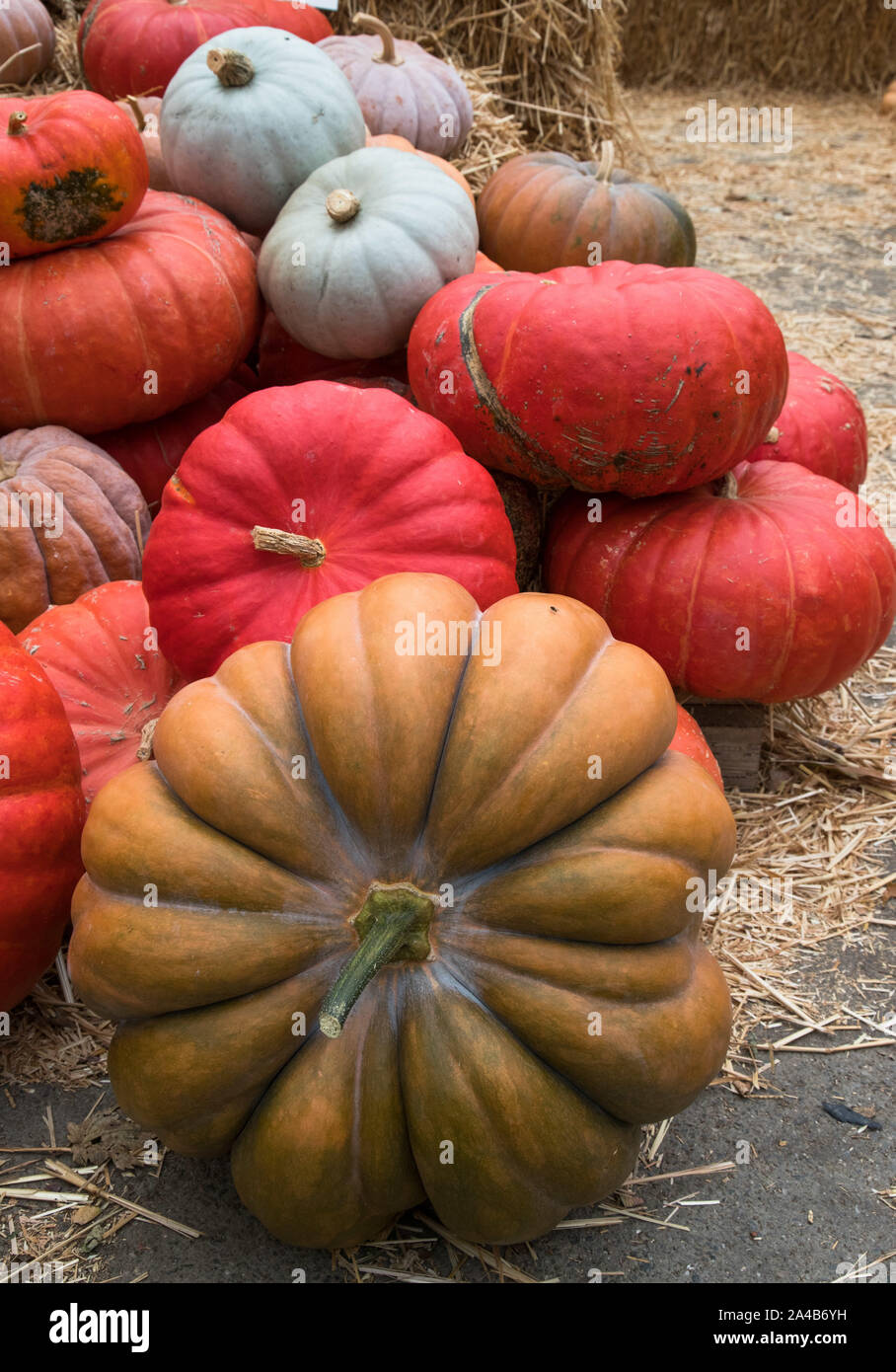 various types of pumpkins for sale at a market during autumn Stock Photo Alamy