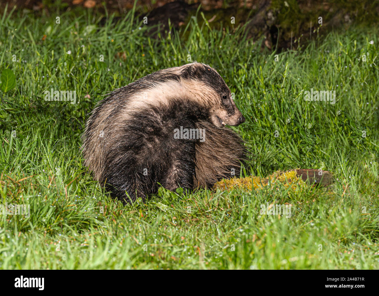 Eurasian Badger foraging for food Stock Photo