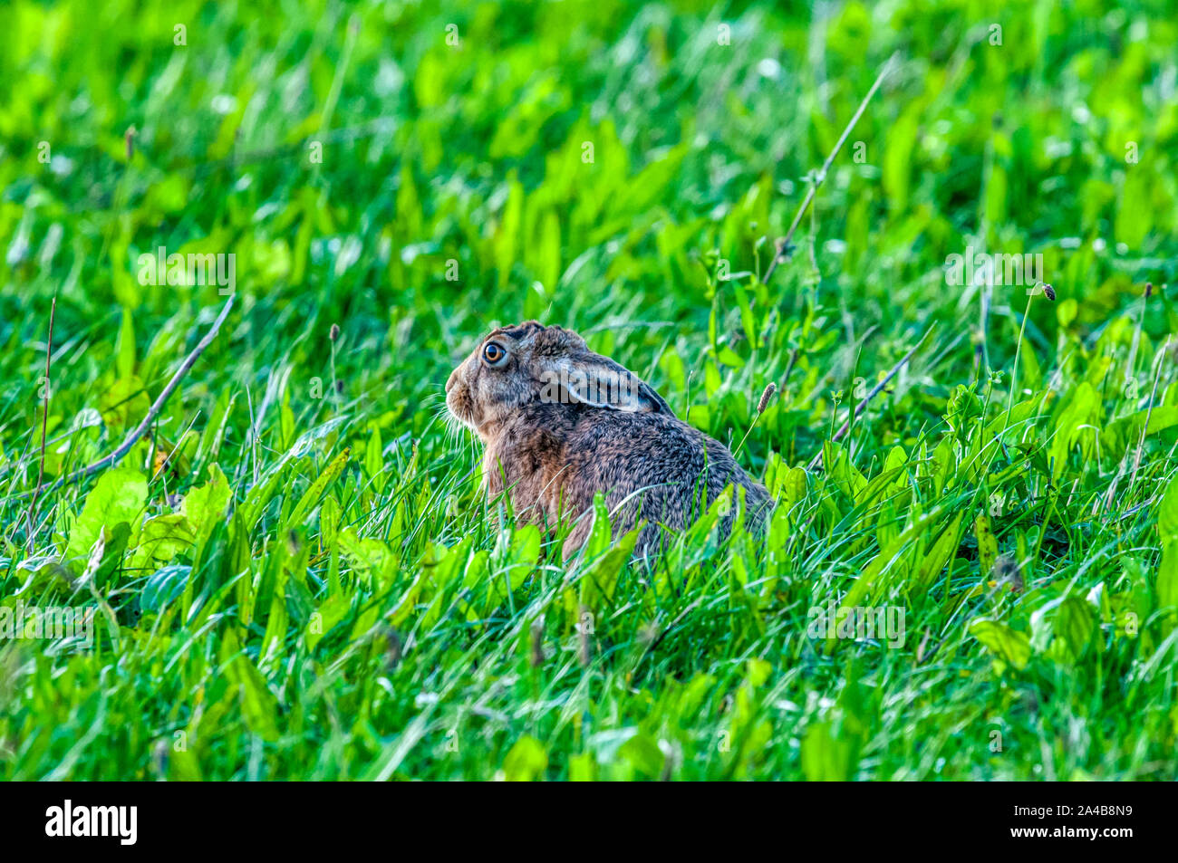 European hare, Lepus europaeus. Stock Photo