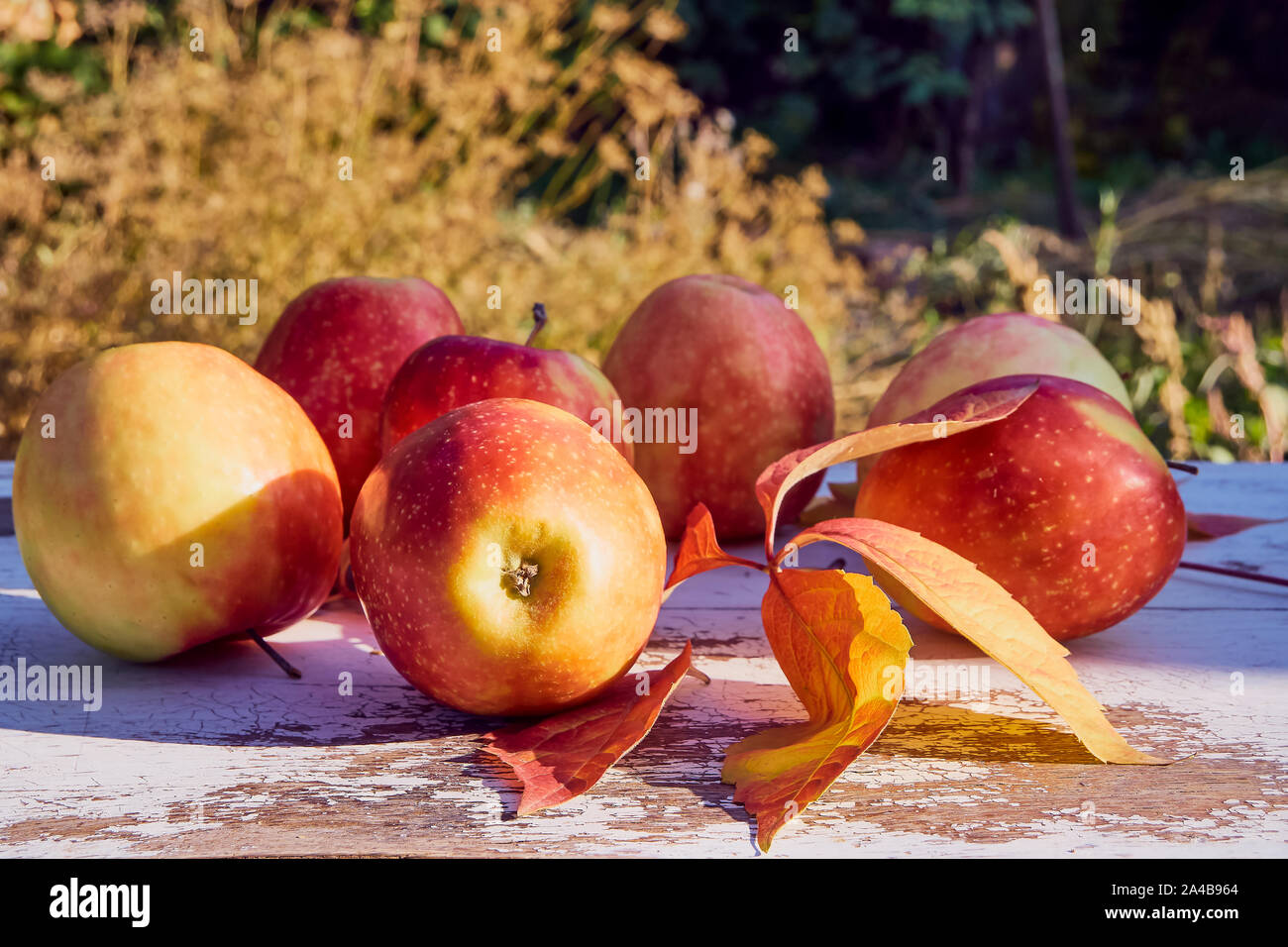 red juicy ripe apples on an old wooden table against the background of autumn nature in the garden, soft selective focus Stock Photo