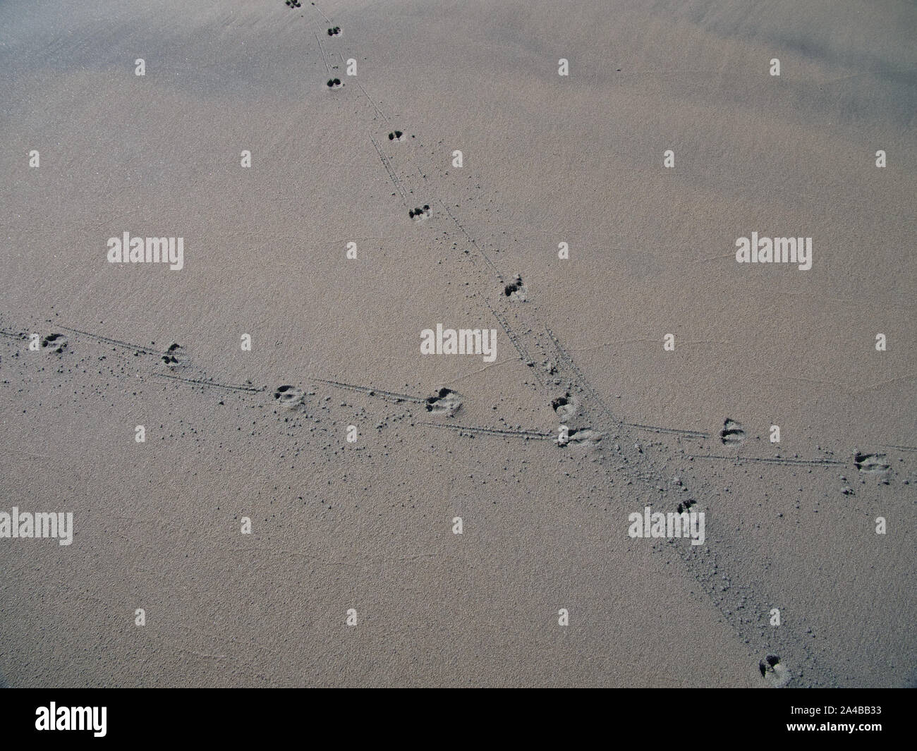 Animal tracks in sand on the deserted beach at Sandwick, Unst, Shetland, Scotland, UK Stock Photo