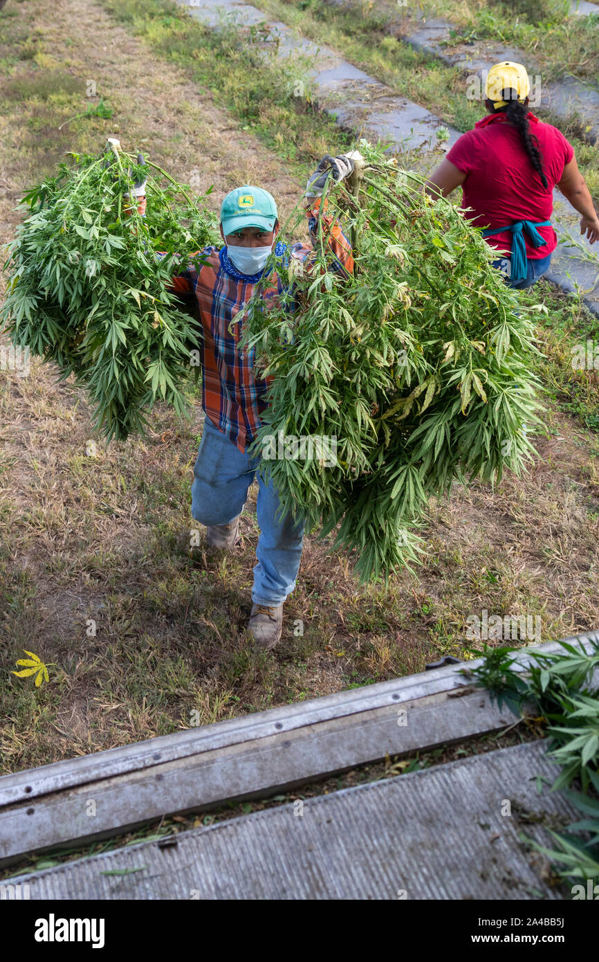 Paw Paw, Michigan Workers harvest hemp at the Paw Paw Hemp Company