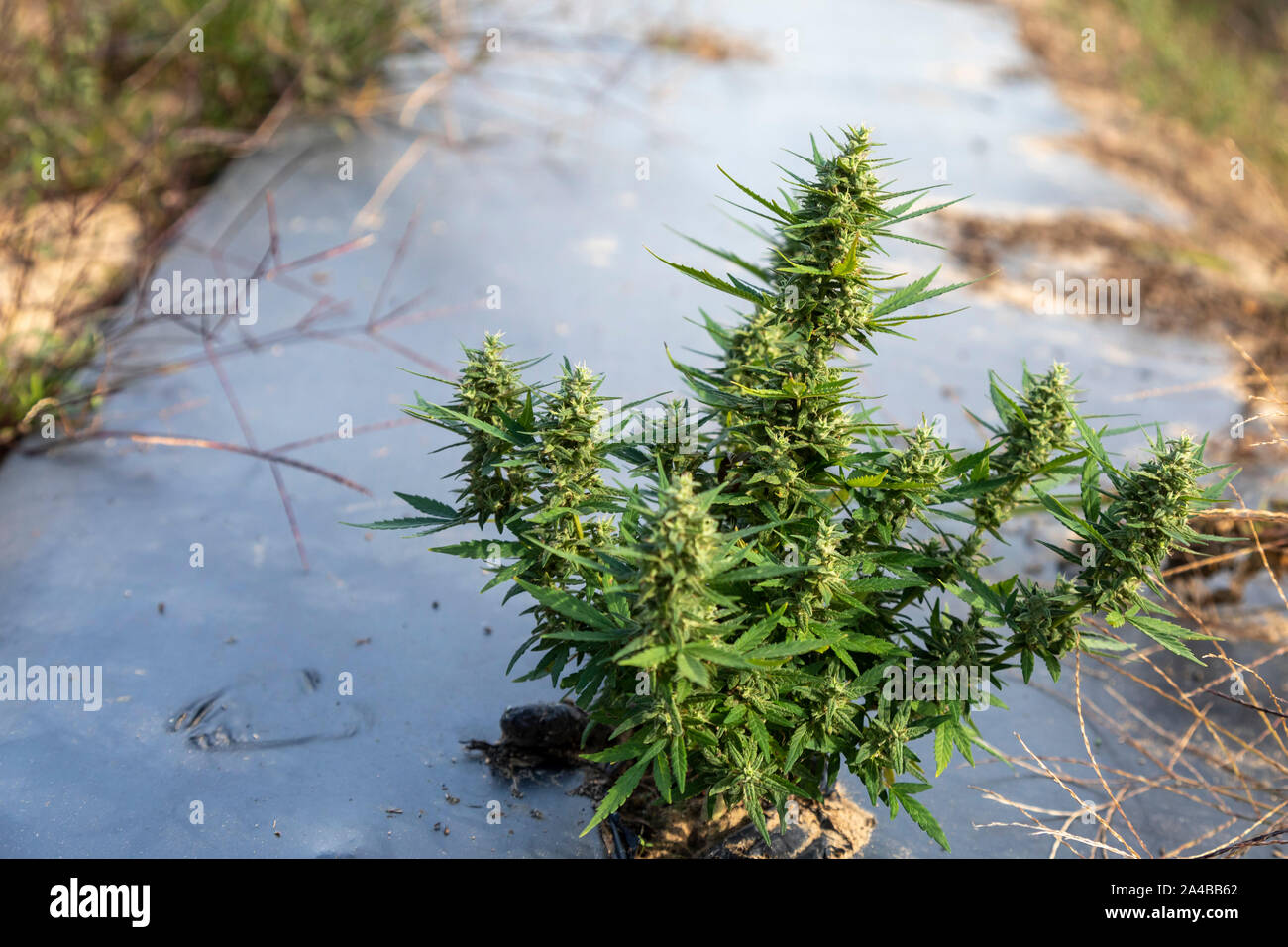 Paw Paw, Michigan A hemp plant at the Paw Paw Hemp Company. Many