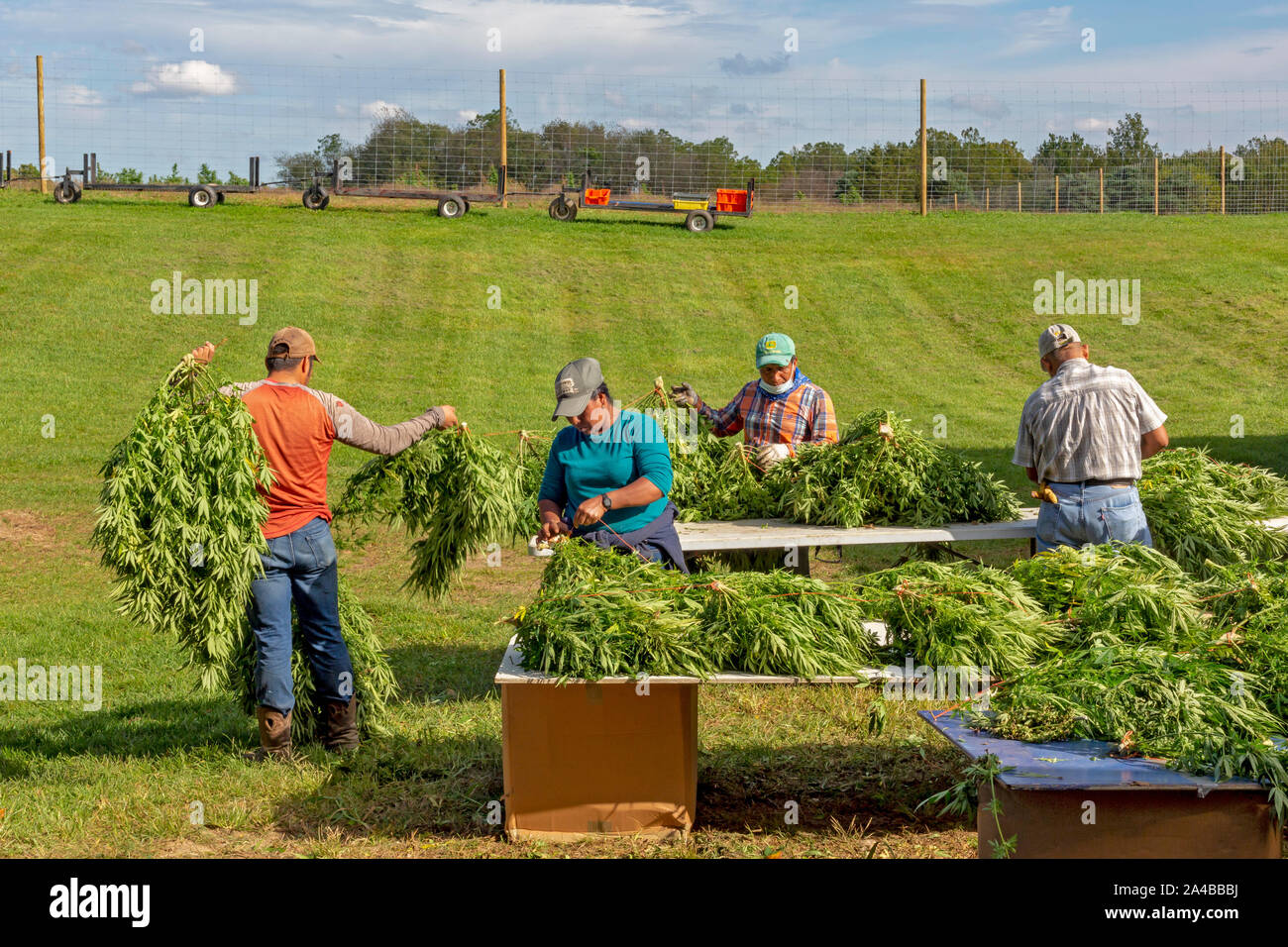 Paw Paw, Michigan - After harvesting hemp plants at the Paw Paw Hemp Company, workers string the plants on cords and take them to the barn to dry. Man Stock Photo