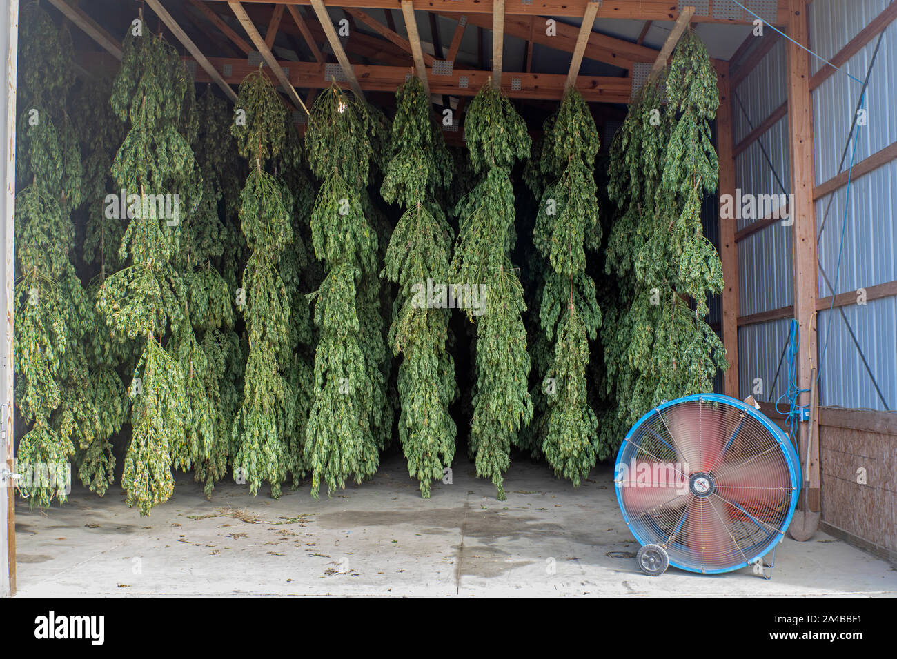 Paw Paw, Michigan Hemp plants hanging to dry in a barn at the Paw Paw
