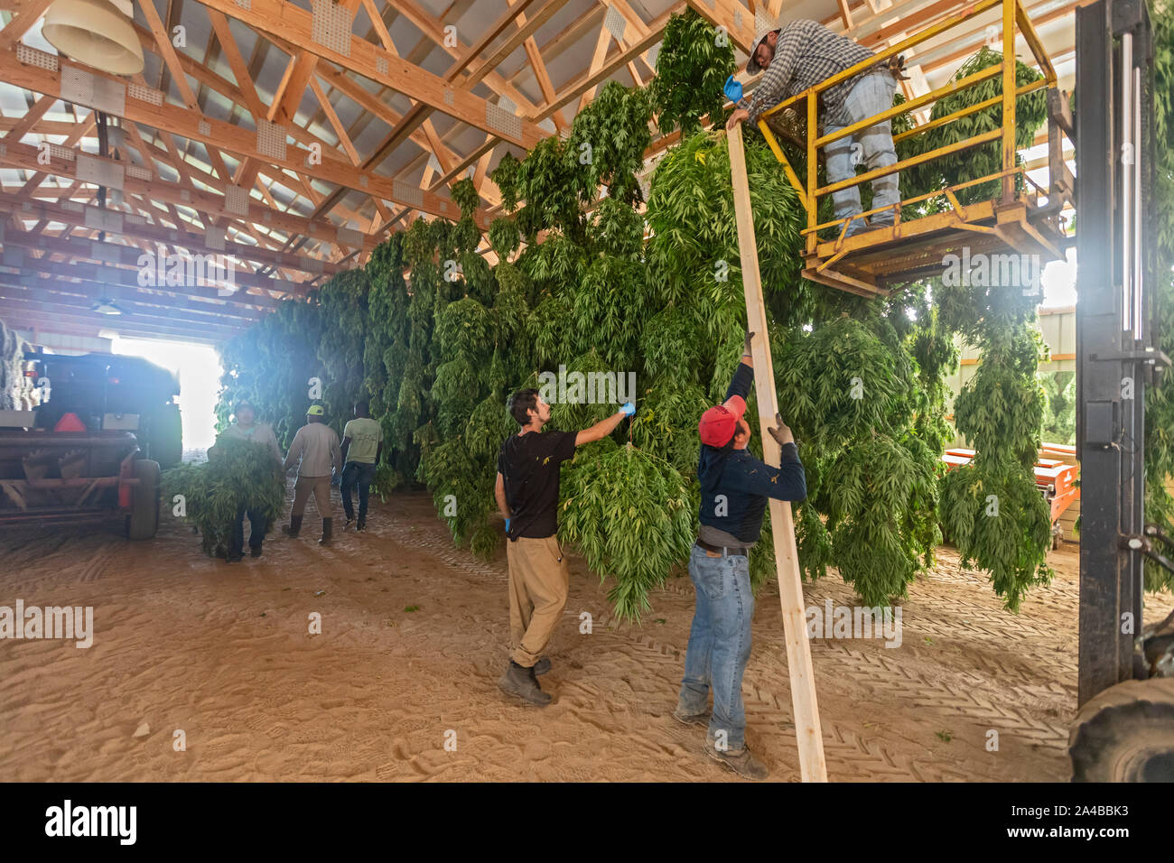 Paw Paw, Michigan - After harvesting hemp plants at the Paw Paw Hemp Company, workers hang the plants in a barn to dry. Many American farmers harveste Stock Photo