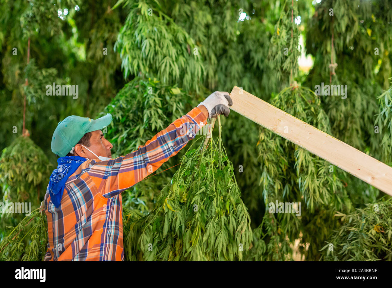Paw Paw, Michigan - After harvesting hemp plants at the Paw Paw Hemp Company, workers hang the plants in a barn to dry. Many American farmers harveste Stock Photo