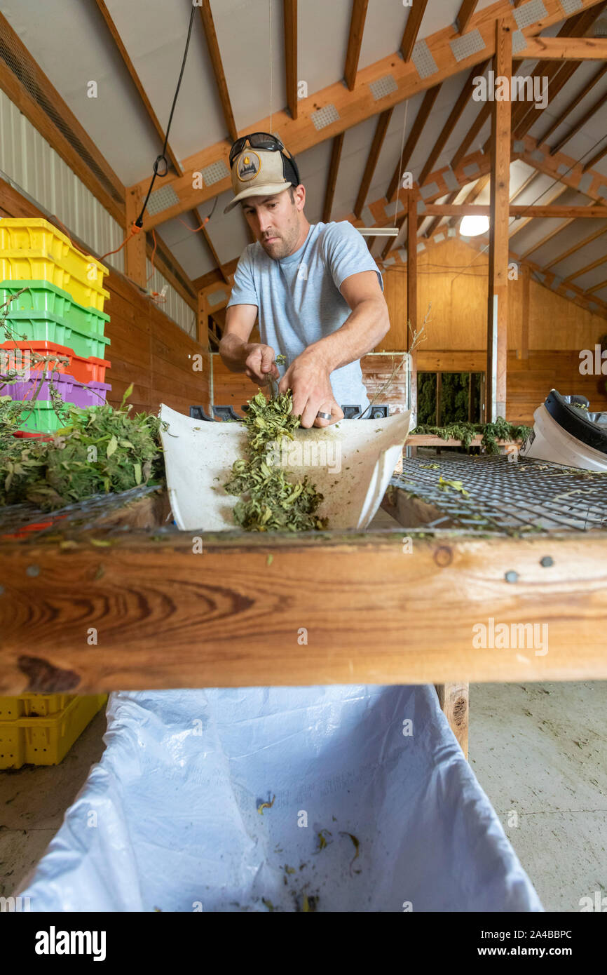 Paw Paw, Michigan Ben Guerrin strips the flower heads and leaves from