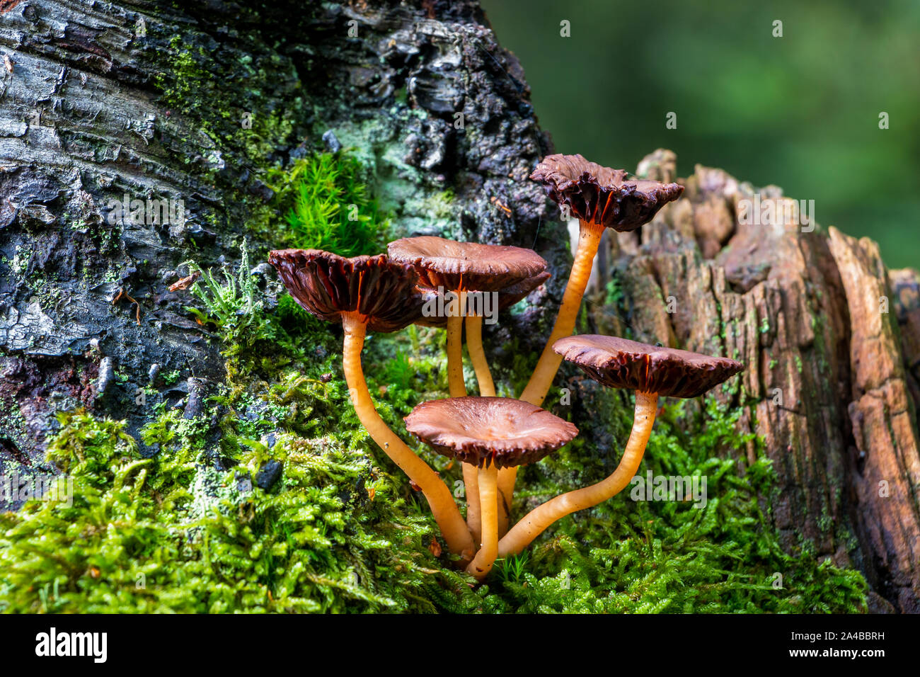 Beautiful mushrooms growing on a old dead tree stump, picture taken in ...
