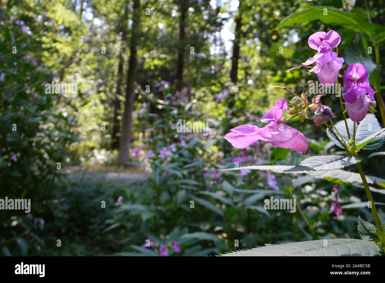 Nectar rich wild flower hi-res stock photography and images - Alamy