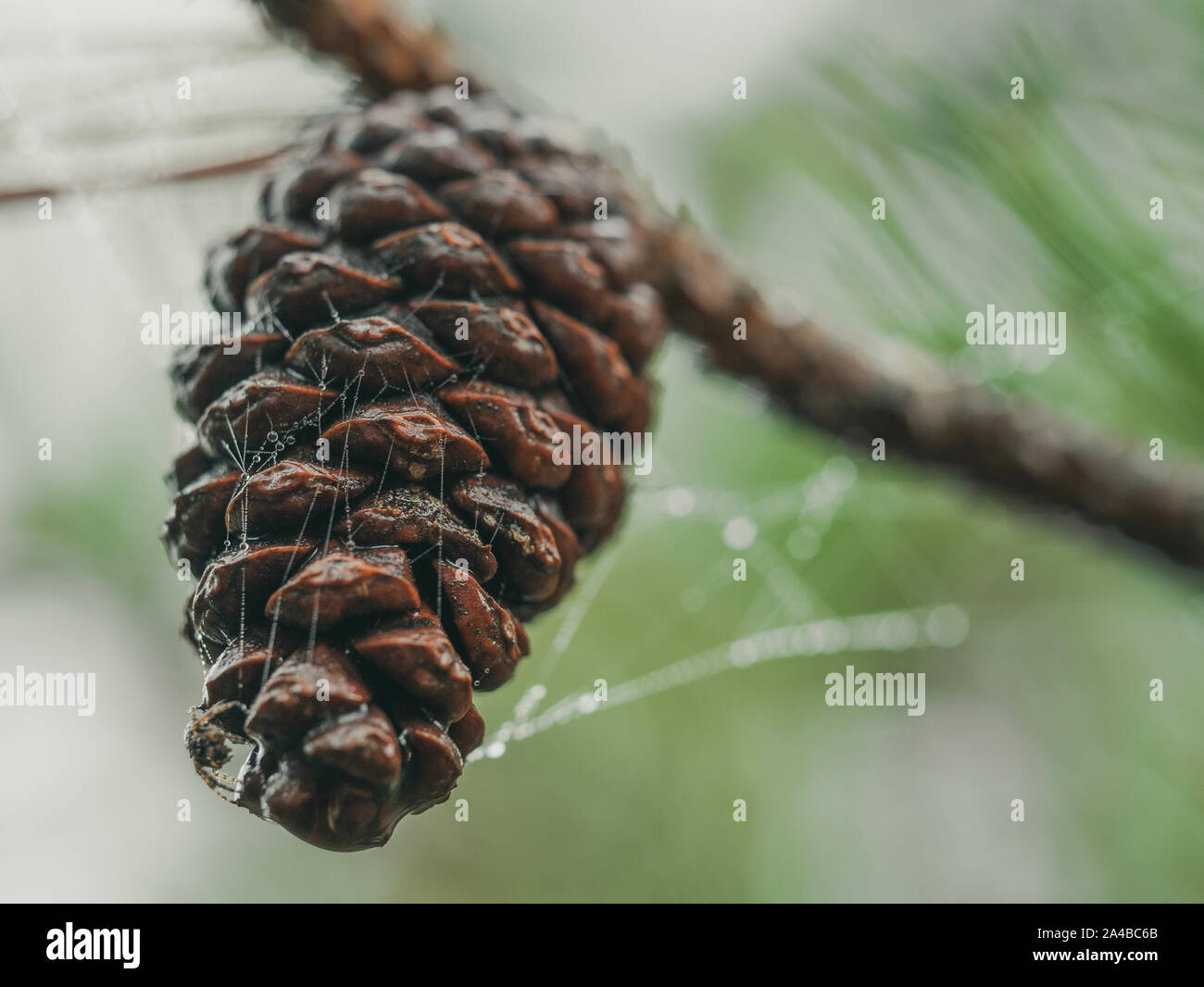 Closeup of pine cone in foggy morning with a wet spider web. Stock Photo