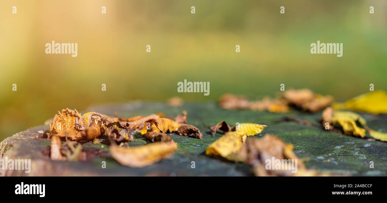 Fallen colorful leaves lie on old oak stump in the forest. Golden autumn. Natural background with copy space, banner format. Stock Photo