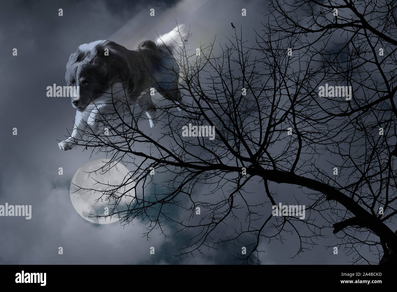 image of a werewolf jumping from the sky at the moony light night Stock Photo