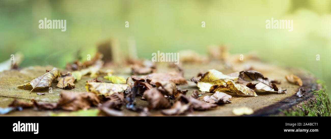 Fall. Fallen colorful leaves lie on old oak stump. Natural background, banner format. Stock Photo