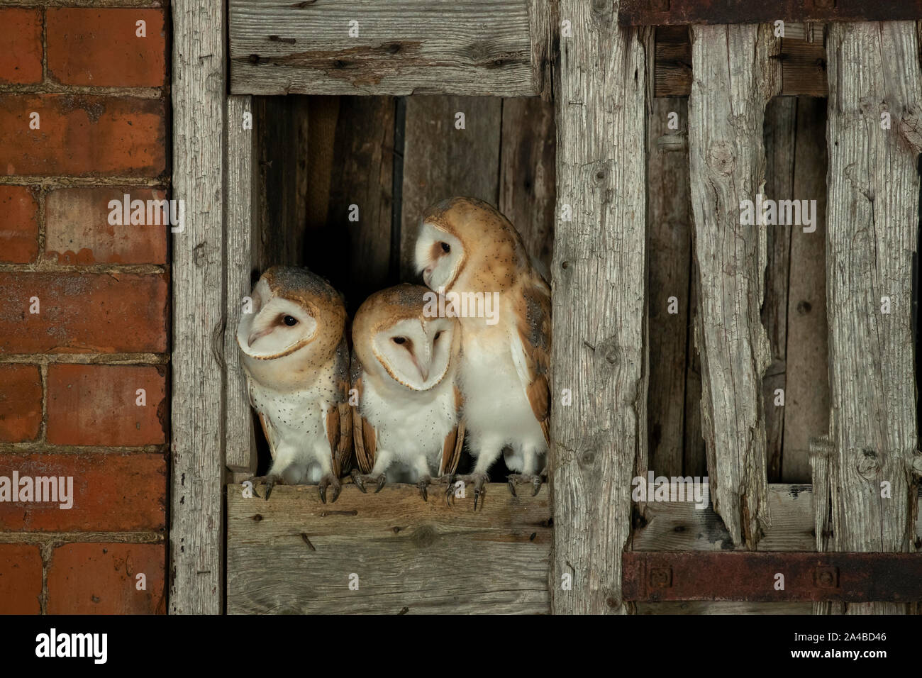Barn owl (Tyto alba) fledging from a barn Stock Photo