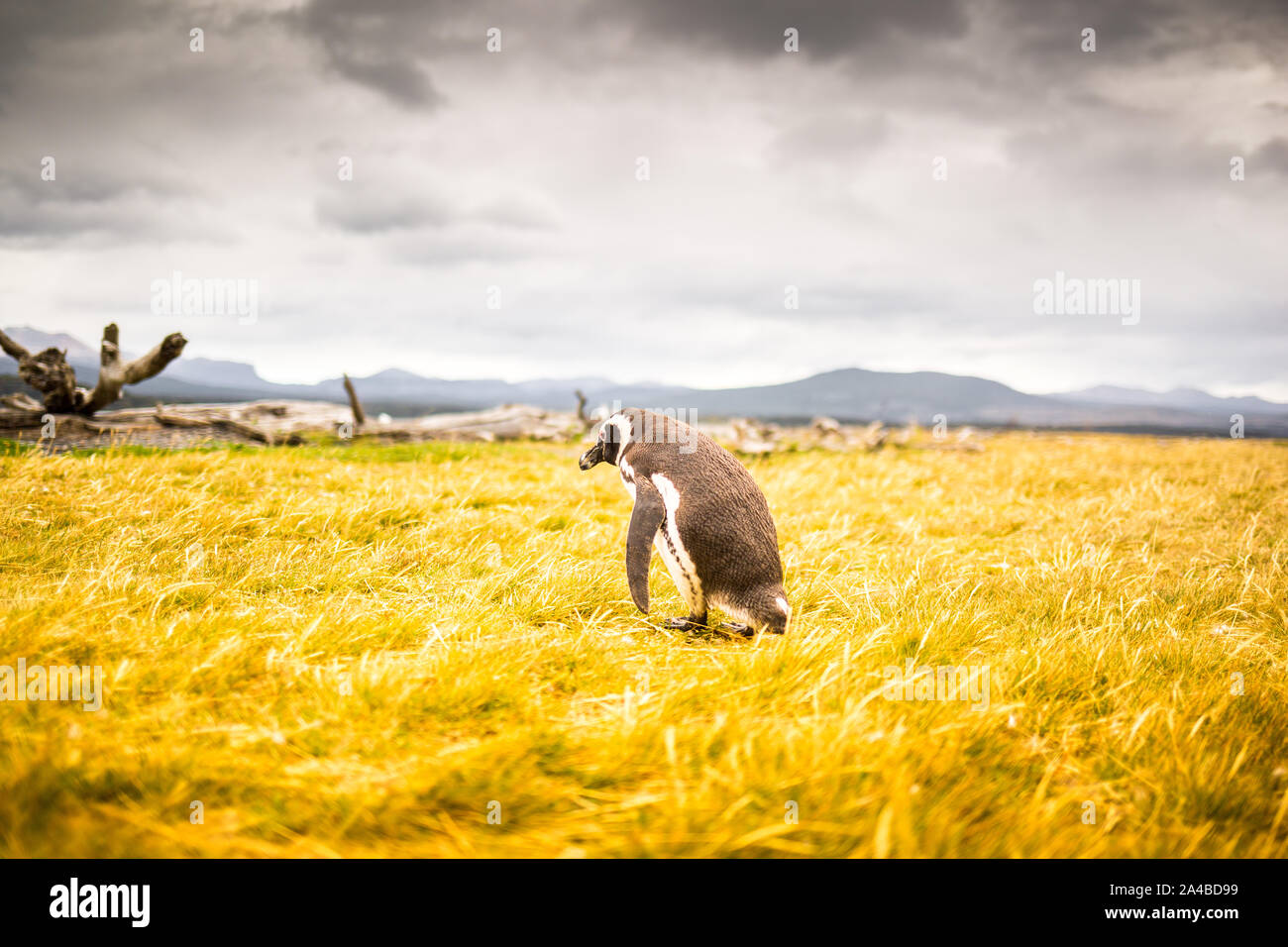 penguin wandering around in a beautiful desolated colorful landscape | Tierra del Fuego, Patagonia, Argentina Stock Photo