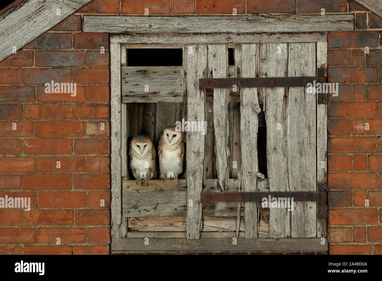 Barn owl (Tyto alba) fledging from a barn Stock Photo