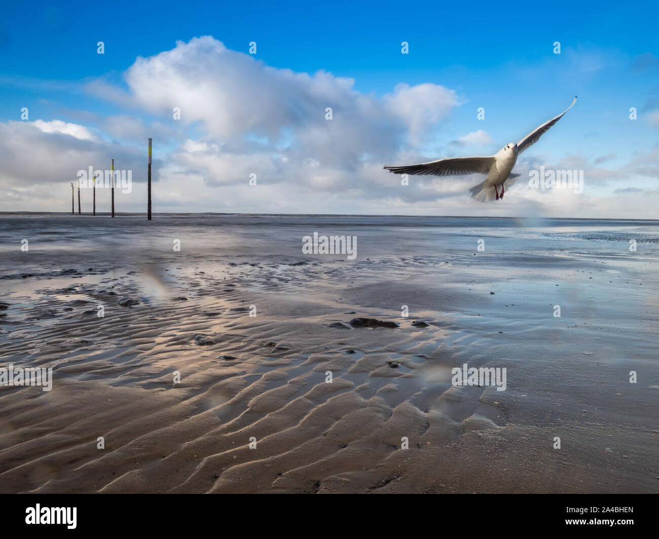 seagull flying over wadden sea Stock Photo