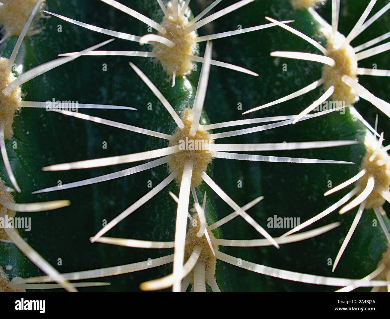 Cactus areola hi-res stock photography and images - Alamy